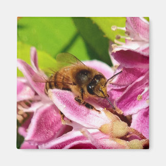 Mitten in den Blüten – Biene auf rosa Blüten Magneet