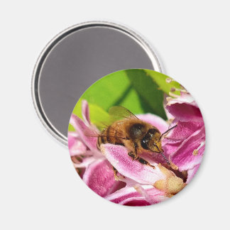 Mitten in den Blüten – Biene auf rosa Blüten Magneet