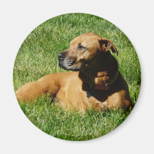 mix van hond, pitbull/boxer magneet