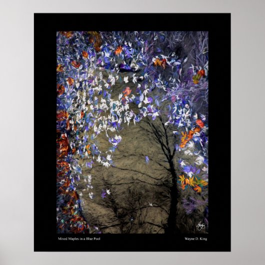 Mixed Maples in een herfstzwembad Poster (Voorkant)