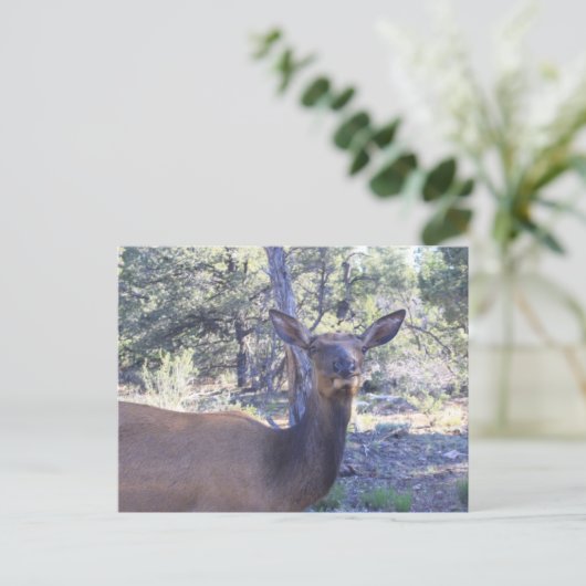 Mlosse Briefkaarten (Staand voorkant)