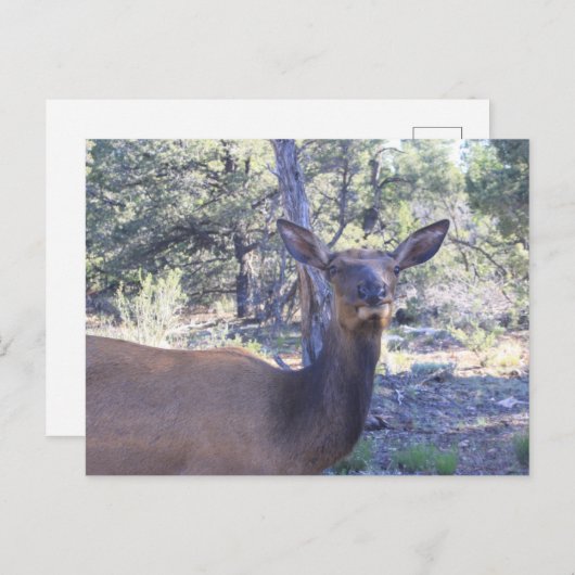 Mlosse Briefkaarten (Voorkant / Achterkant)