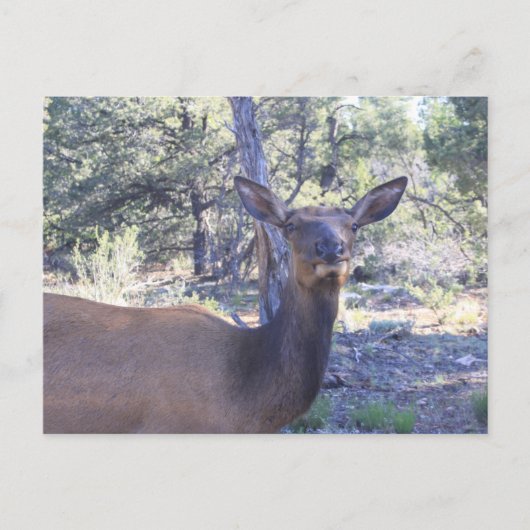 Mlosse Briefkaarten (Voorkant)