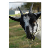 Mmmm... Hay (Voorkant)