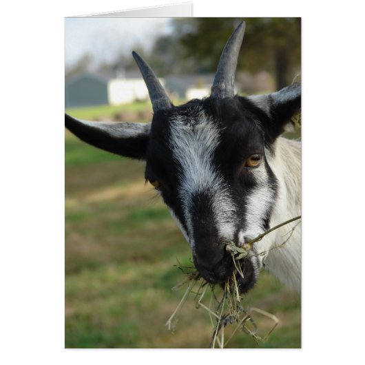 Mmmm... Hay (Voorkant)