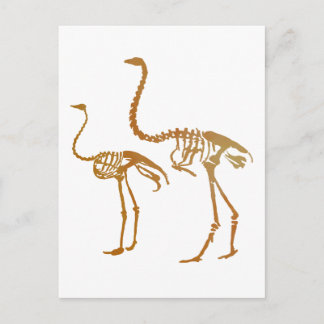 Moa en struisgras briefkaart