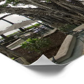 Moana Surfrider Banyan Court - Waikiki Beach Poster (Hoek)