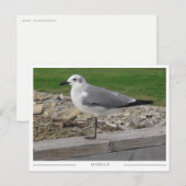 Mobile Alabama Seagull Briefkaart (Voorkant / Achterkant)