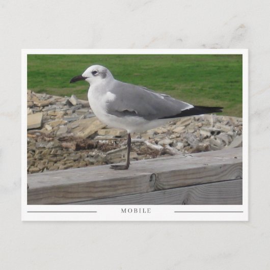 Mobile Alabama Seagull Briefkaart (Voorkant)