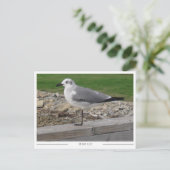 Mobile Alabama Seagull Briefkaart (Staand voorkant)
