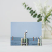 Mobile Bay pelicaans briefkaart: Golfkust, Alabama Briefkaart (Staand voorkant)