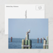 Mobile Bay pelicaans briefkaart: Golfkust, Alabama Briefkaart (Voorkant / Achterkant)