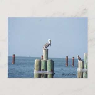 Mobile Bay pelicaans briefkaart: Golfkust, Alabama Briefkaart