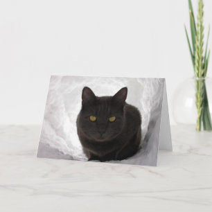 Moby in sneeuw kaart