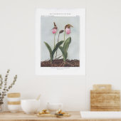 Moccasin Flower; Stemless Lady's-Slipper Poster (Keuken)