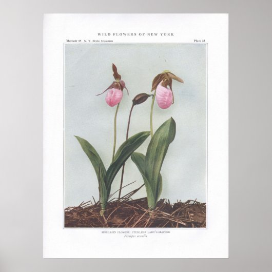 Moccasin Flower; Stemless Lady's-Slipper Poster (Voorkant)