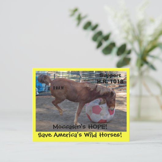 Moccasin's HOPE - Red wilde paarden & Burros Briefkaart (Staand voorkant)