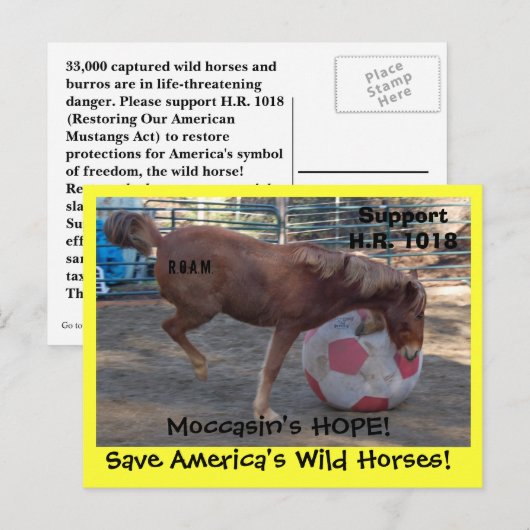 Moccasin's HOPE - Red wilde paarden & Burros Briefkaart (Voorkant / Achterkant)