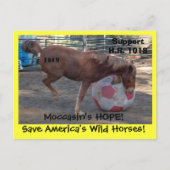 Moccasin's HOPE - Red wilde paarden & Burros Briefkaart (Voorkant)