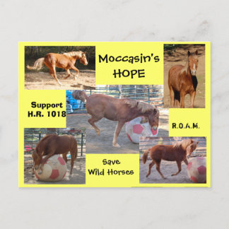 Moccasin's HOPE - Red wilde paarden & Burros Briefkaart