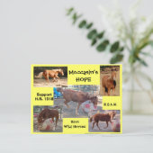 Moccasin's HOPE - Red wilde paarden & Burros Briefkaart (Staand voorkant)