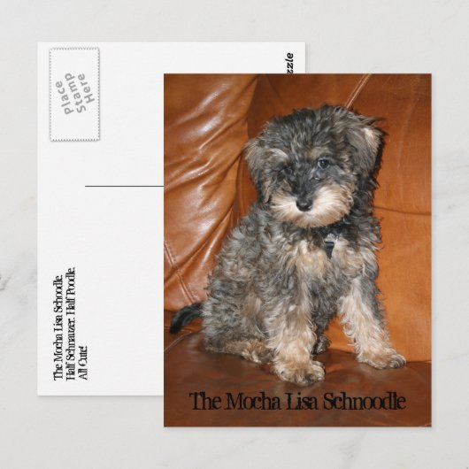 Mocha Lisa Schnole Briefkaart (Voorkant / Achterkant)