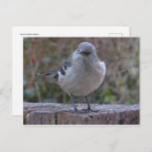 Mocking Bird Briefkaart (Voorkant / Achterkant)