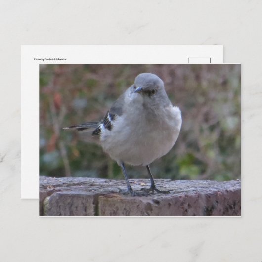 Mocking Bird Briefkaart (Voorkant / Achterkant)