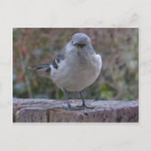 Mocking Bird Briefkaart (Voorkant)
