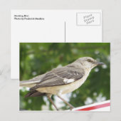 Mocking Bird Briefkaart (Voorkant / Achterkant)