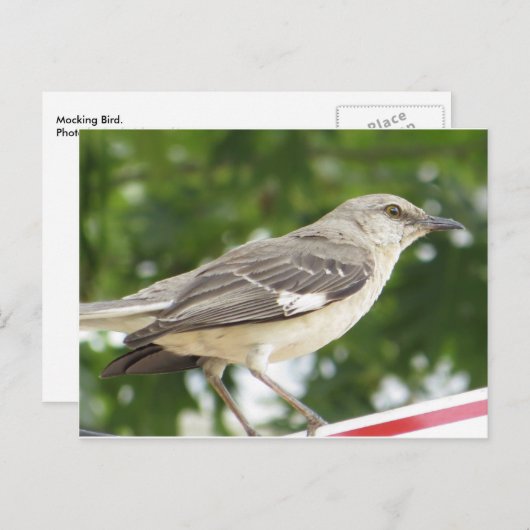 Mocking Bird Briefkaart (Voorkant / Achterkant)