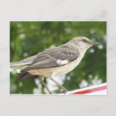 Mocking Bird Briefkaart (Voorkant)