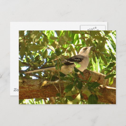 Mocking Bird Briefkaart (Voorkant / Achterkant)