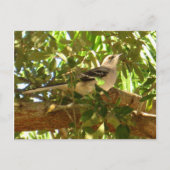 Mocking Bird Briefkaart (Voorkant)