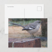Mocking Bird Briefkaart (Voorkant / Achterkant)