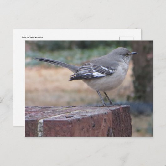 Mocking Bird Briefkaart (Voorkant / Achterkant)