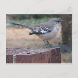 Mocking Bird Briefkaart