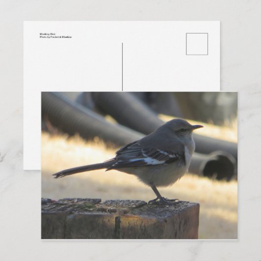 Mocking Bird Briefkaart (Voorkant / Achterkant)