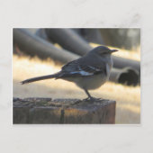 Mocking Bird Briefkaart (Voorkant)