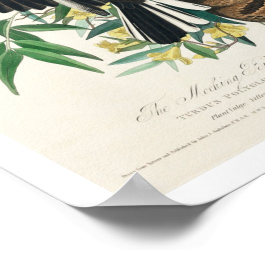 Mocking Bird door Audubon Poster (Hoek)