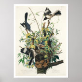 Mocking Bird door Audubon Poster (Voorkant)