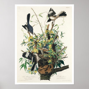 Mocking Bird door Audubon Poster