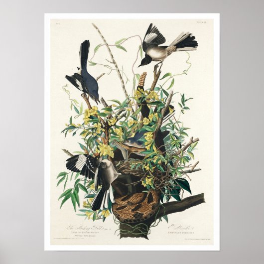 Mocking Bird door Audubon Poster (Voorkant)
