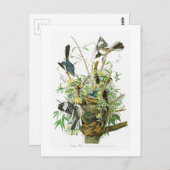 Mocking Bird John James Audubon Birds of America Briefkaart (Voorkant / Achterkant)