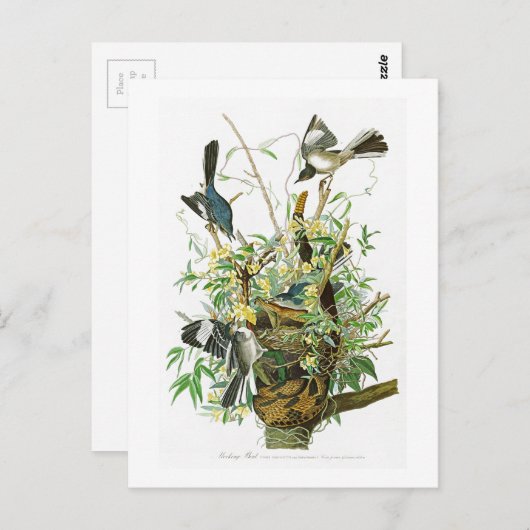 Mocking Bird John James Audubon Birds of America Briefkaart (Voorkant / Achterkant)