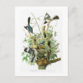 Mocking Bird John James Audubon Birds of America Briefkaart (Voorkant)