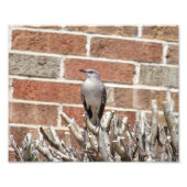 Mocking Bird op Struik voor Brick Building Foto Afdruk (Voorkant)