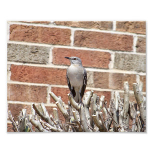 Mocking Bird op Struik voor Brick Building Foto Afdruk