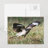 Mocking Bird Photo Briefkaart (Voorkant / Achterkant)
