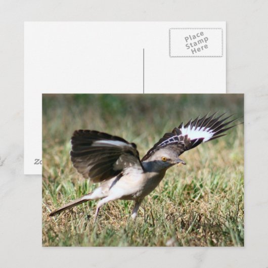 Mocking Bird Photo Briefkaart (Voorkant / Achterkant)